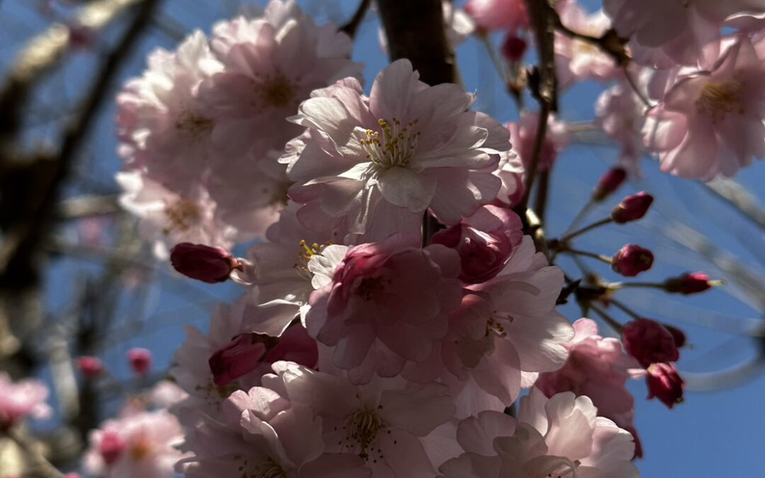 意外と知らない!?神奈川県座間市にある桜の映えスポット【相模が丘仲よし小道　さくら百華の道】