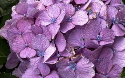 2023年紫陽花初夏を楽しむ